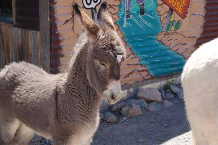 baby burro 